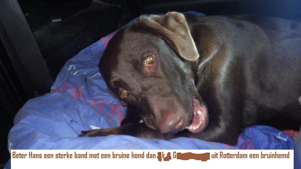 Wat lijkt ons nou beter ??????   Een bruinehond of een bruinhemd ???